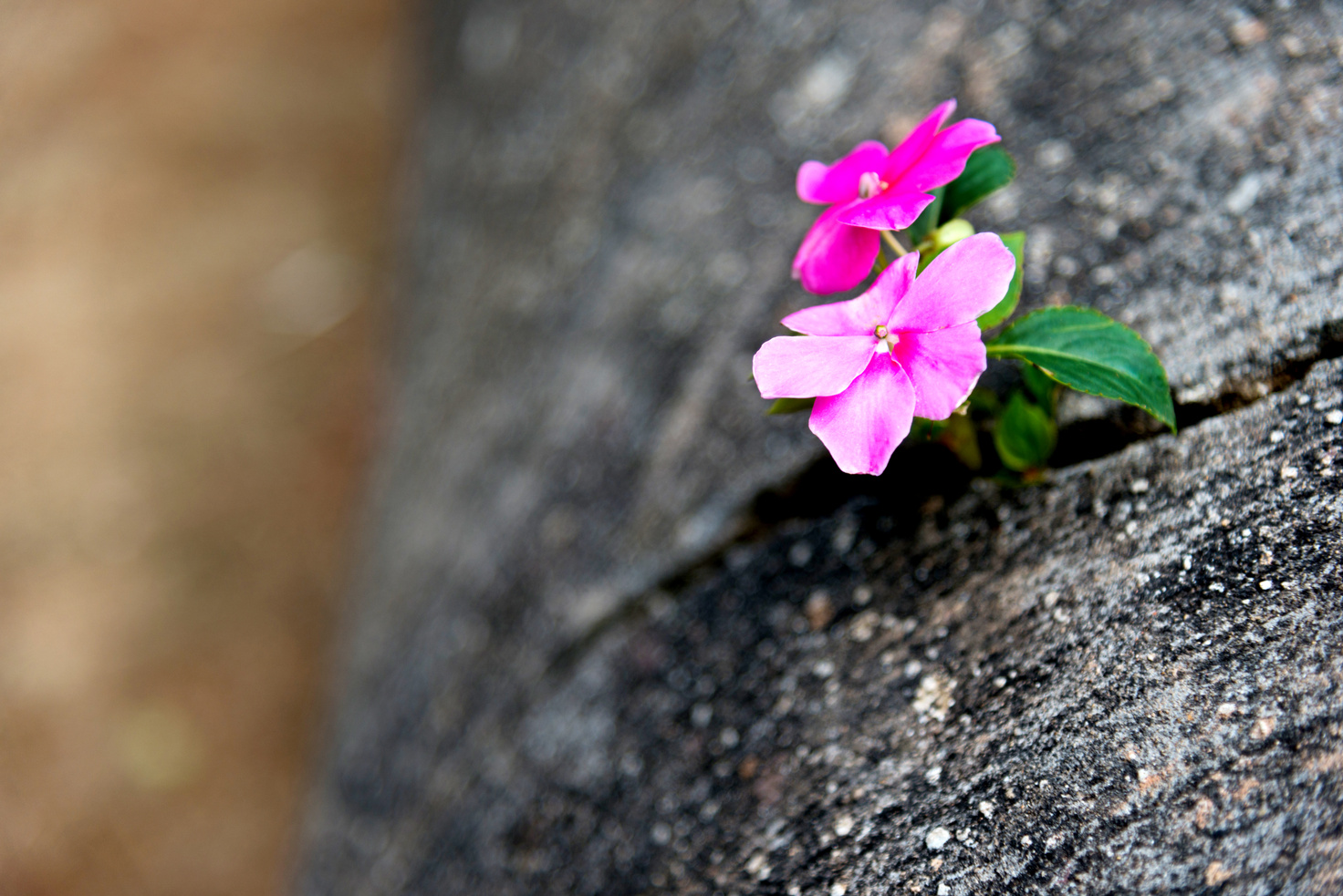 Wild flower growing out of concrete cracked